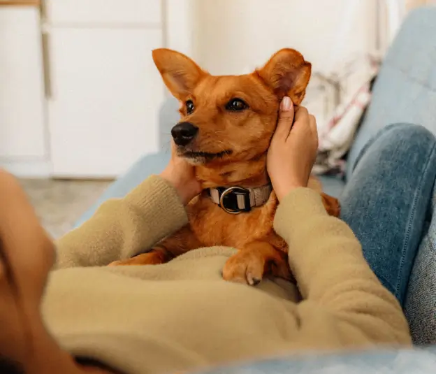 A cute dog lays in its owners lap.