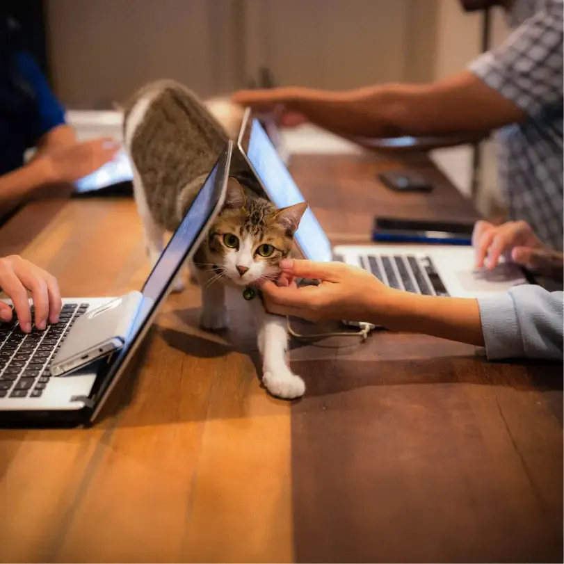 A cute brown and white desk walks between computers in a shared workspace